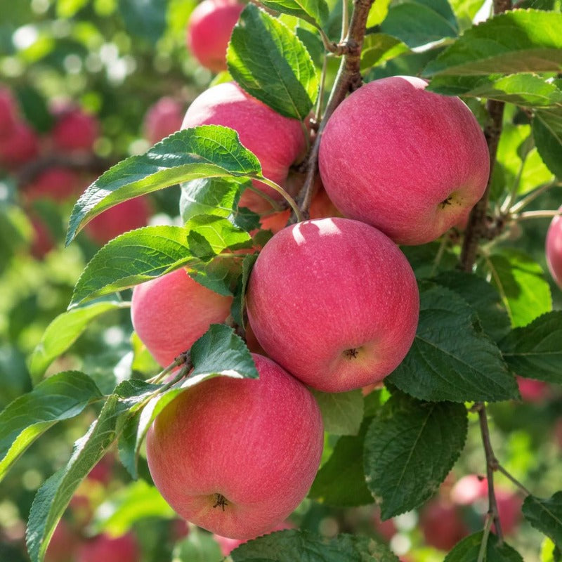 50pcs With Apple Tree Seeds, Quick Growing Ornamental Fruit Trees for Outdoor Yard