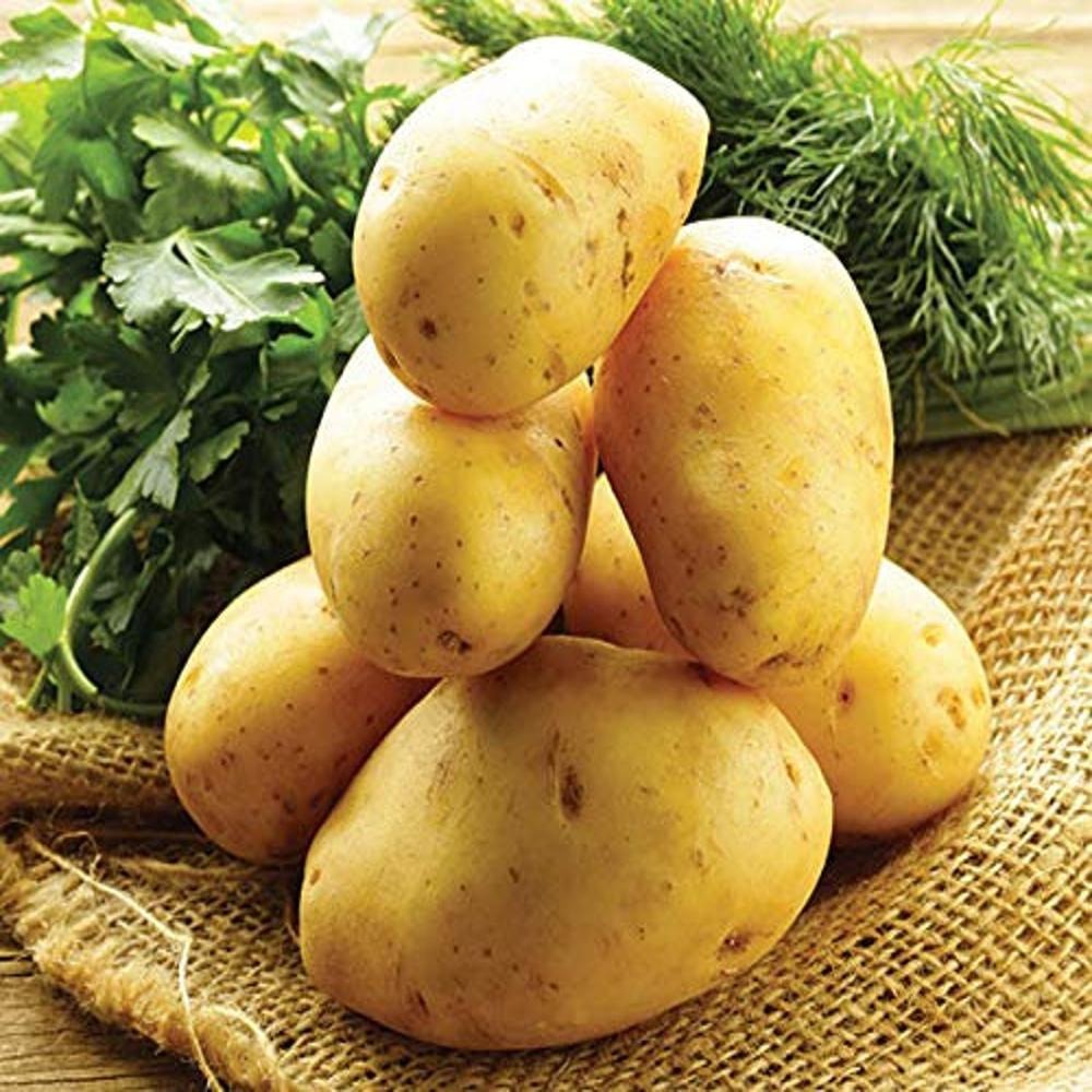200pcs Potato Seeds Friendly for new gardeners grow into full bushy foliage clusters with steady seasonal development