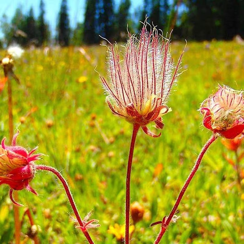 100pcs Prairie Smoke Seeds Friendly for new gardeners grow into full neat low mounded clumps with prolonged seasonal ornamental features