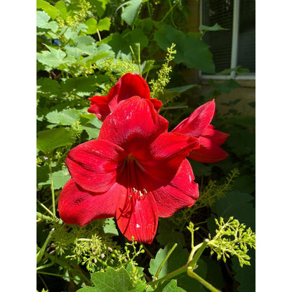 88pcs Red Amaryllis seeds from outdoor garden easy to planting