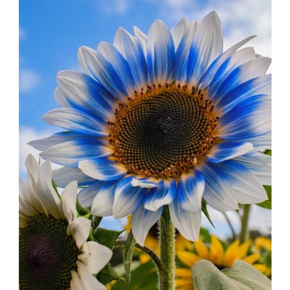 100pcs Sunflower Seeds for Planting Dwarf & Giant Helianthus