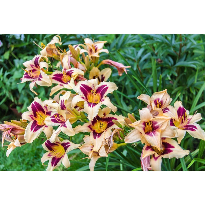 100pcs Hundred Tail Flower Seeds Effortless Cultivation fit small and medium yard and garden landscape layout demands
