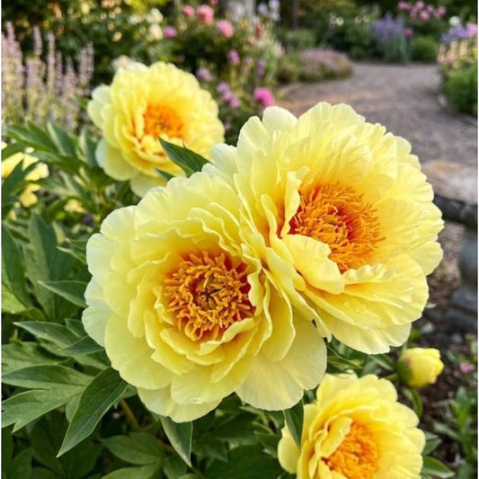 25 Yellow Peony Seeds - Fragrant Golden Peony, Hardy Perennial Flower Seeds for Romantic Gardens