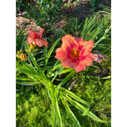 100pcs Hundred Tail Flower Seeds Friendly for new gardeners grow into full balanced upright form with steady seasonal flower renewal