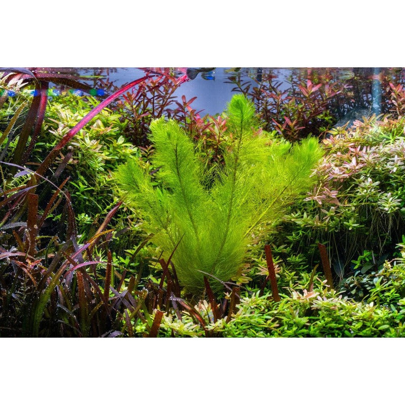 2000Pcs Aquarium Seeds suitable for casual aquatic planting and long term fixed aquarium bottom layout