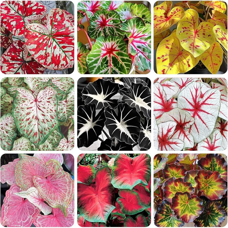 100Pcs Mix Caladium Bicolor Seeds for Planting Shade Loving, Heat Tolerant, Perfect for Containers & Indoor Decor
