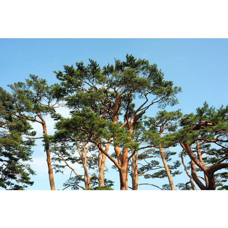 90Pcs Pine Seeds perfect for mass sowing in yard vacant margins, open lot spots and large garden corners