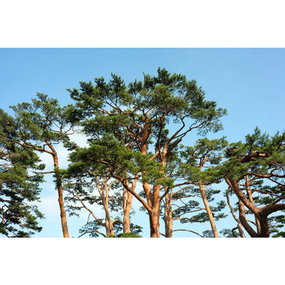 90Pcs Pine Seeds perfect for mass sowing in yard vacant margins, open lot spots and large garden corners