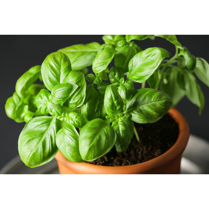 500pcs Novice Approved Basil Seeds for planting in residential landscape areas and private patio planting plots