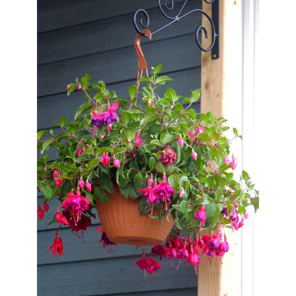 Fuchsia Seeds 100 Perennial | Hanging Bonsai Indoor Outdoor Balcony Garden Flower Pack
