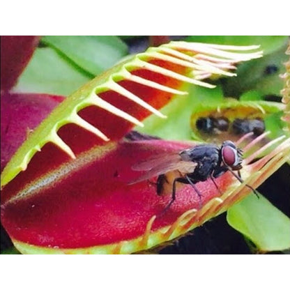 300pcs Venus-Fly-Trap Seeds Easy To Grow Suitable For Both Indoor Decor And Educational Growing Purposes