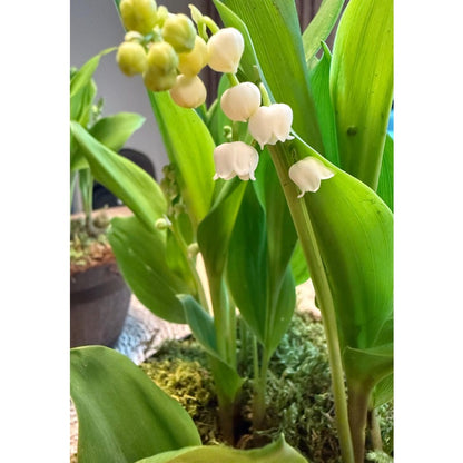 150 Lily of the Valley seeds Fragrant Shade Perennial, Cottage Garden Ground Cover