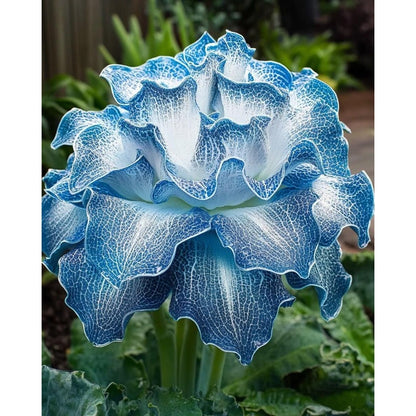 93Pcs Hosta Seeds simple to grow in ornamental pots, elevated shaded beds and quiet garden display nooks