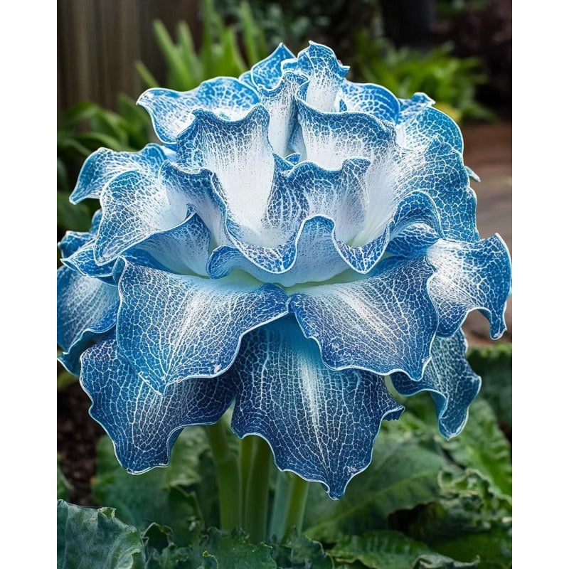 93Pcs Hosta Seeds simple to grow in ornamental pots, elevated shaded beds and quiet garden display nooks