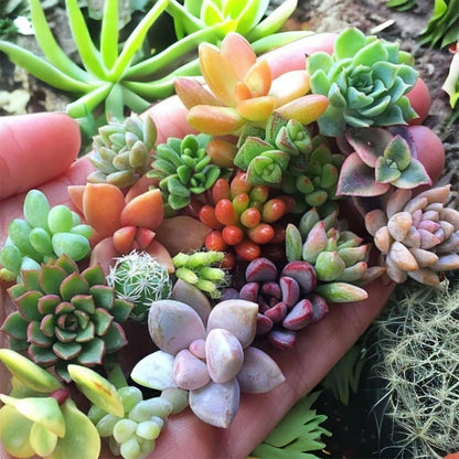 999pcs Mixed Colorful Succulents Seeds Succulent Plants Living Stones Plants Cactus Home Plant