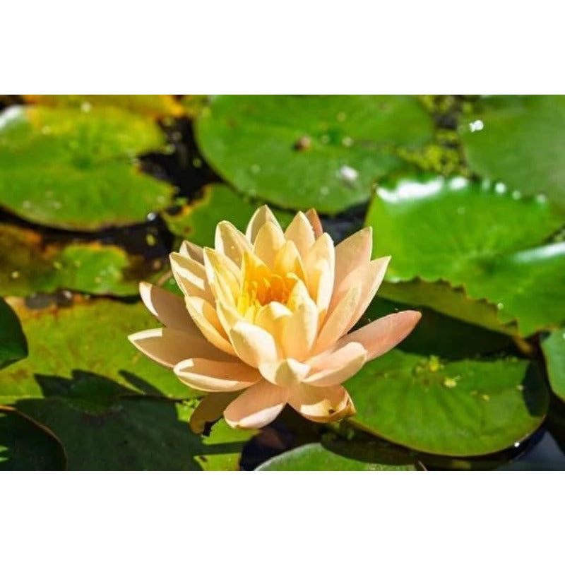 Bowl Lotus Seeds, 12 Non-GMO Mix Water Lily Seeds, Water Plants for Indoor Bonsai & Outdoor Ponds, Easy to Grow for Beginners