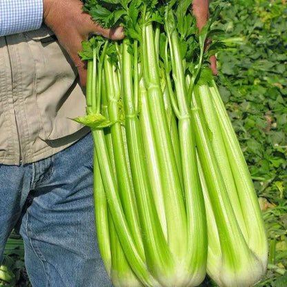 Celery 500Seeds - Non-GMO - Heirloom - Open Pollinated - Annual - Apium graveolens - Farm & Garden Vegetable Seeds