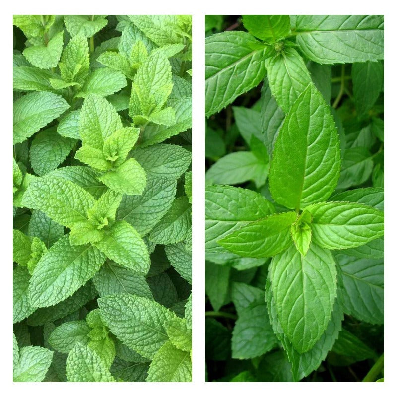 Mixed Mint 500 Seeds herb NON-GMO Heirloom Vegetable