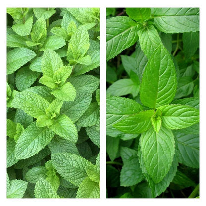 Mixed Mint 500 Seeds herb NON-GMO Heirloom Vegetable