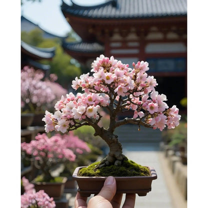 30pcs Great For Creating Peaceful Garden Atmosphere Cherry Blossom Seeds Easy To Grow