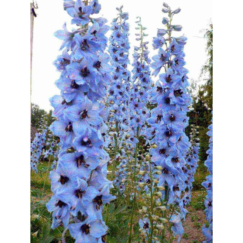 Blue Larkspur Delphinium Flower Seeds Tall Variety 200 seeds Non-GMO Seeds for Growing