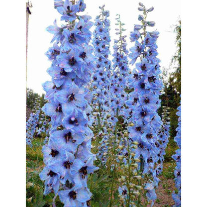 Blue Larkspur Delphinium Flower Seeds Tall Variety 200 seeds Non-GMO Seeds for Growing