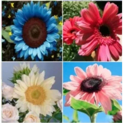 100pcs Sunflower Seeds Simple to Grow add lively vertical ornamental charm to plain yard and garden landscapes