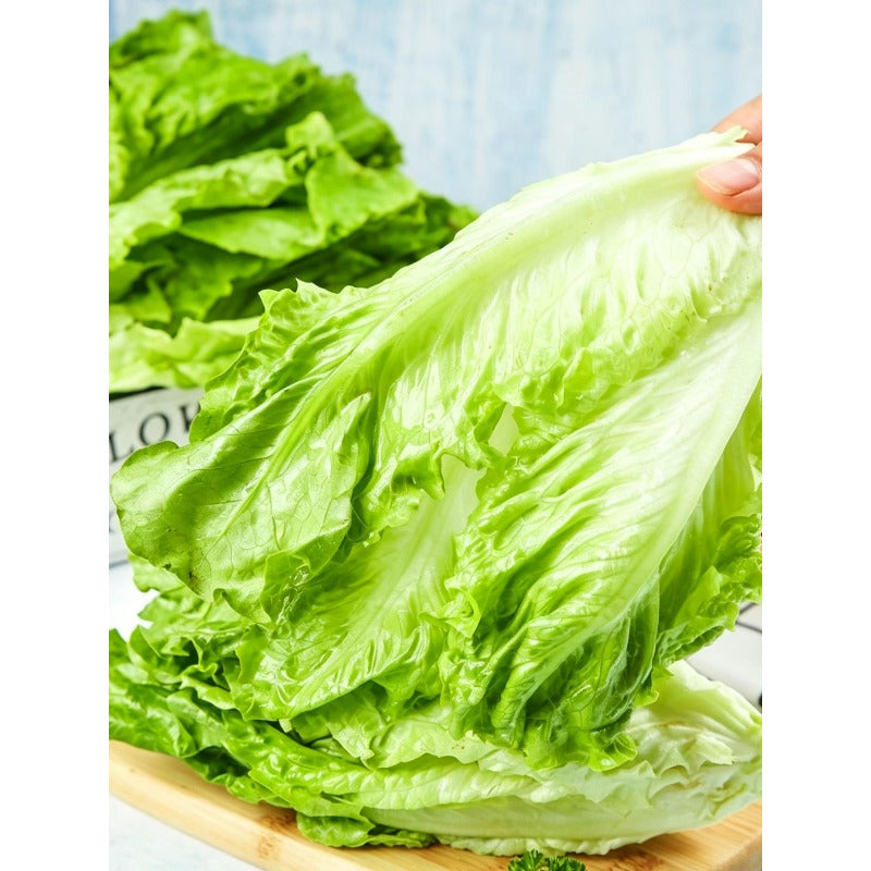 1000 Lettuce Seeds Friendly for new gardeners grow into full symmetrical rosette form with steady seasonal growth renewal features