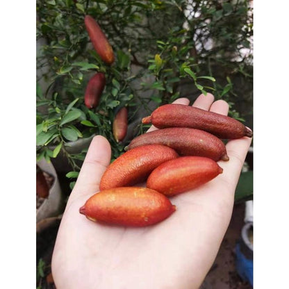 30Pcs Finger Lime Seeds Ideal For Growing Work Well In Foundation Plantings And Landscapes