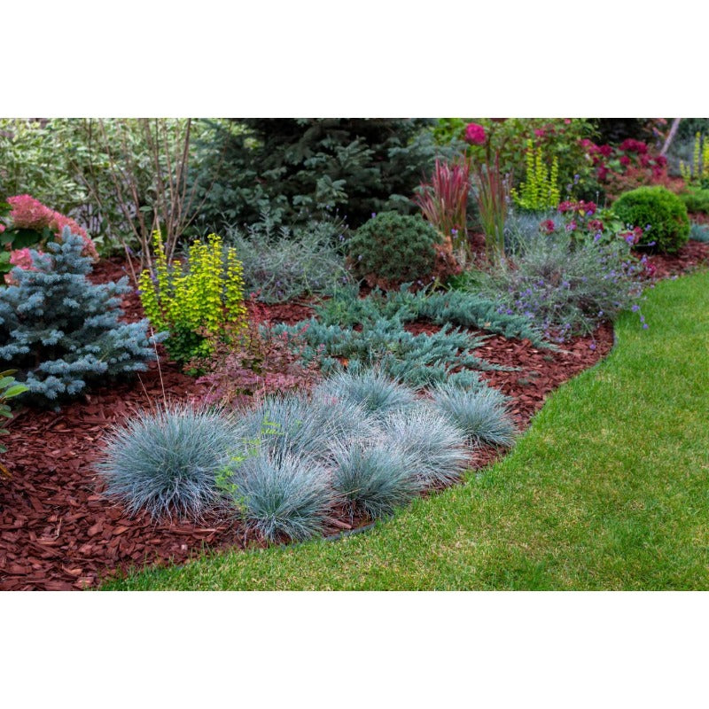 500pcs Lawn Thickening Grass Fescue Seeds Boosts Density For Existing Turf Simple To Cultivate