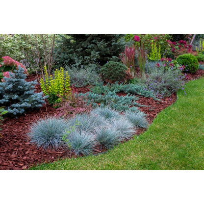 500pcs Lawn Thickening Grass Fescue Seeds Boosts Density For Existing Turf Simple To Cultivate