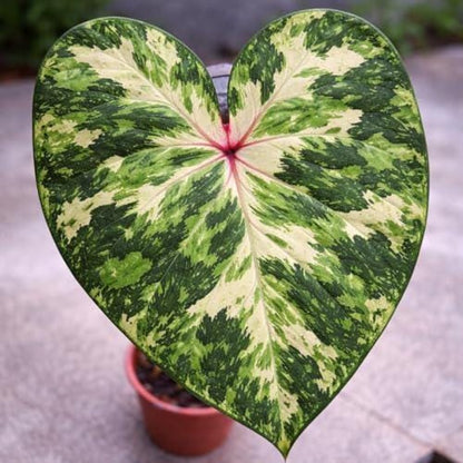 100pcs Tropical Garden Caladium Bicolor Seeds Growth For Outdoor Landscaping Easy To Cultivate