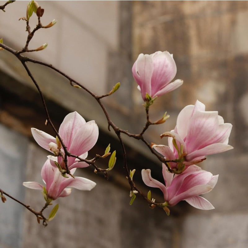 30pcs Magnolia Seeds for Planting - Perennial Yulania Magnoli Denudata Flower Tree, Fragrant Heirloom White Blooms for Home Garden Outdoor