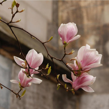 30pcs Magnolia Seeds for Planting - Perennial Yulania Magnoli Denudata Flower Tree, Fragrant Heirloom White Blooms for Home Garden Outdoor
