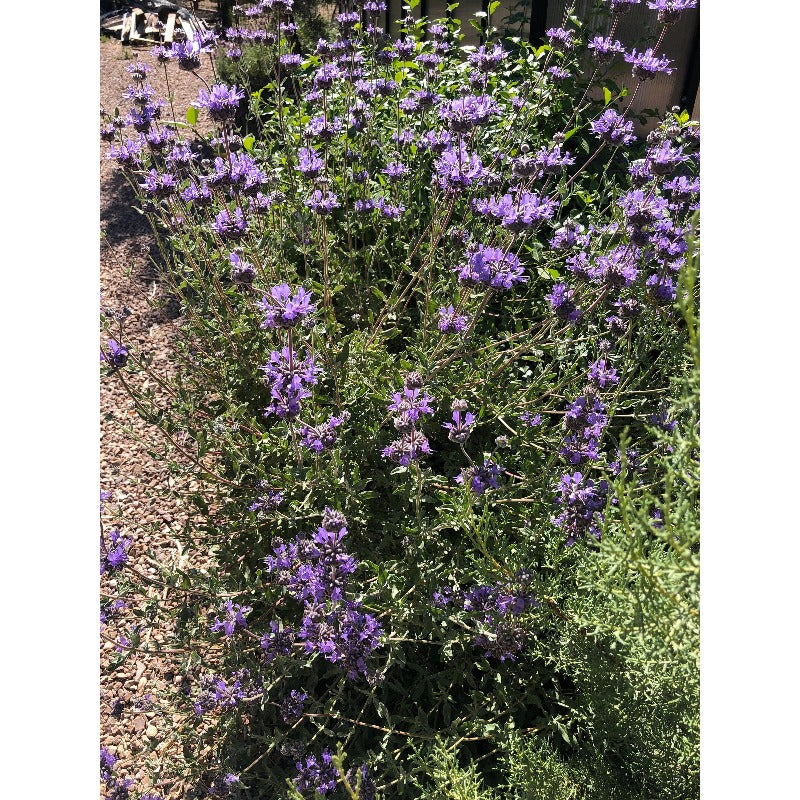 200Pcs Blue Sage Seeds for home planting create soft height transition between low foliage and tall landscape greenery