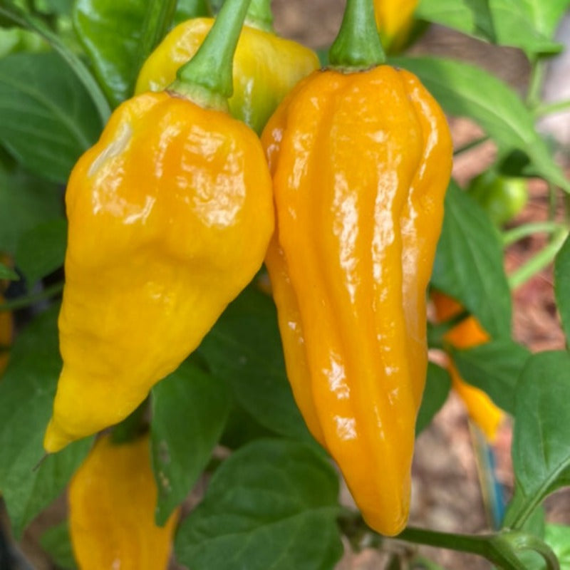 200pcs Suitable for beginner planting Pepper Seeds flourish in loose fertile soil suited for row and container cultivation