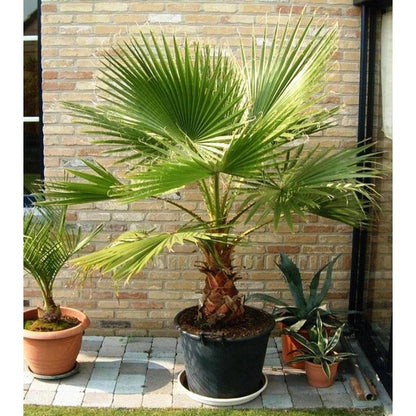 10pcs Palm Tree Seeds Drought Tolerant Tropical Foliage for Garden Fence Decoration