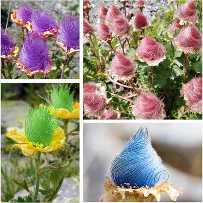 96Pcs Prairie Smoke Seeds Recommended for planting add soft fine layered texture to residential wildflower and rock garden landscapes