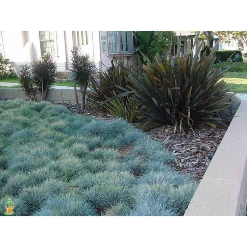 499Pcs Fescue Seeds Made for home planting create uniform delicate ground texture across large yard and garden areas