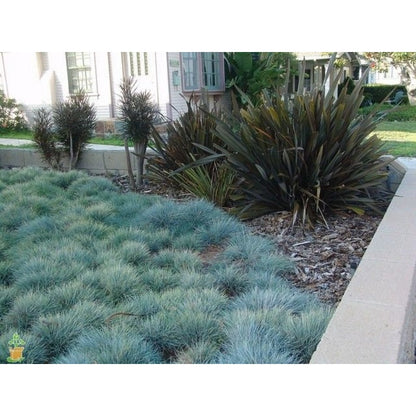 499Pcs Fescue Seeds Made for home planting create uniform delicate ground texture across large yard and garden areas