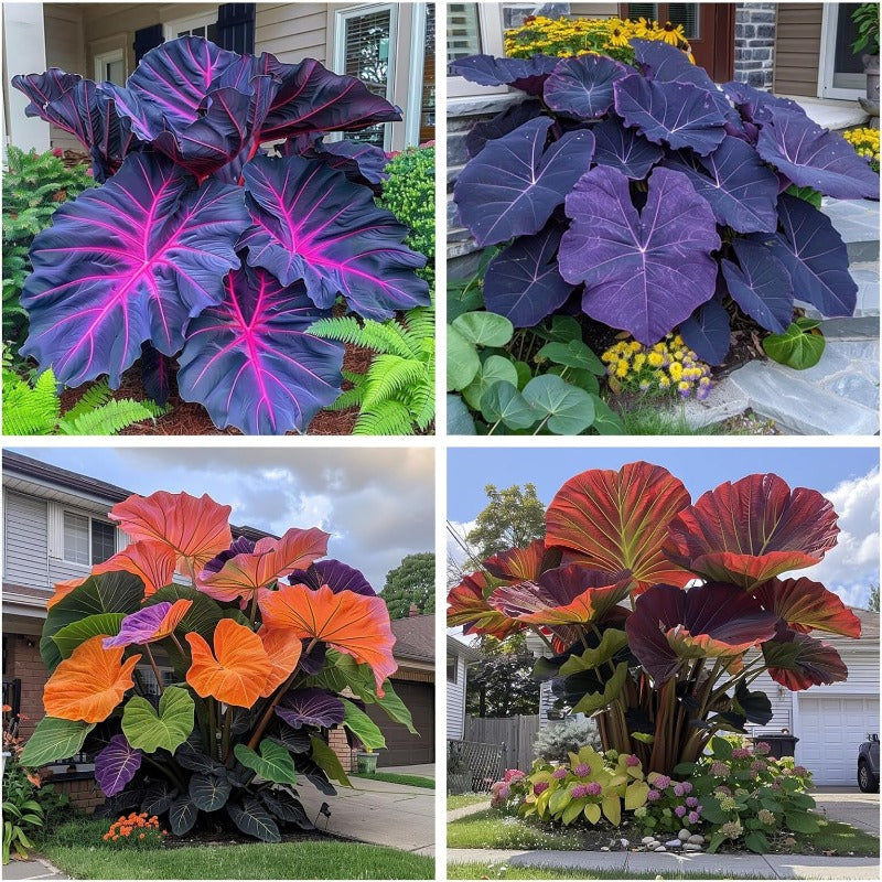 99Pcs Mix Elephant Ear Seeds great for low effort long term landscape planting and garden foliage greening