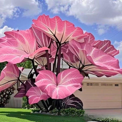 100pcs Elephant Ear seeds for Outdoor Display, Backyard Garden Design