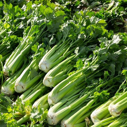 500pcs Giant Golden Pascal Celery Seeds  Heirloom / Non-GMO