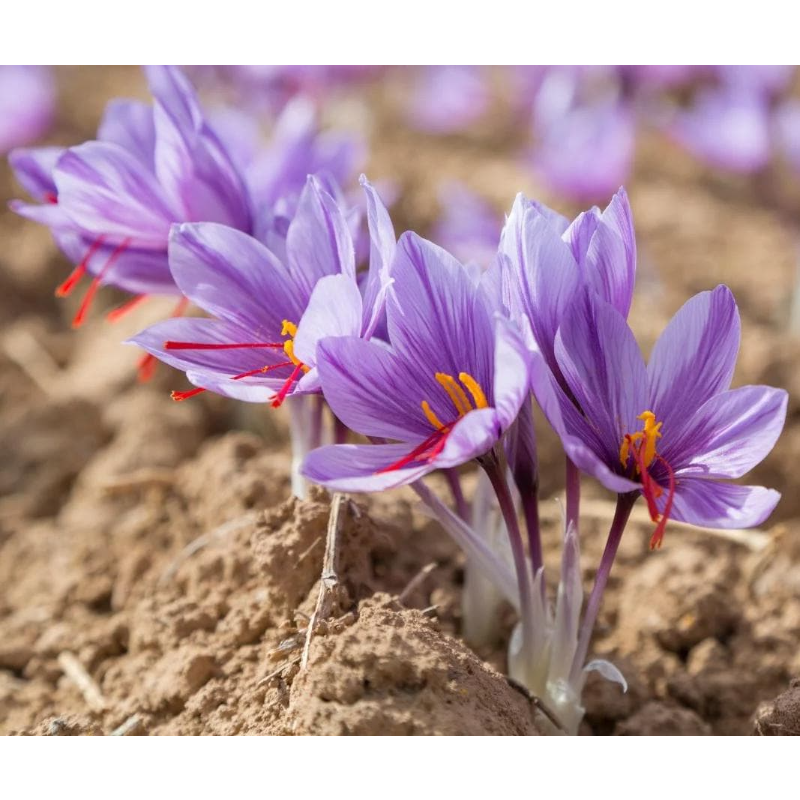 100pcs Rapid Growth Hardy Perennial seeds with Saffron Seeds for Home Gardening