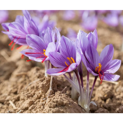 100pcs Rapid Growth Hardy Perennial seeds with Saffron Seeds for Home Gardening