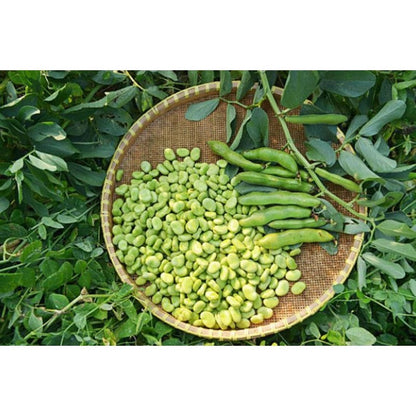 5pcs Fava Bean Seeds Friendly for new gardeners grow into full neat upright bushy clumps with steady seasonal development