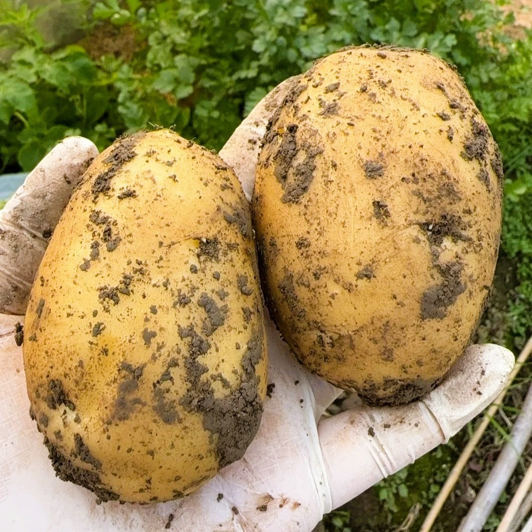 200pcs Potato Seeds Friendly for new gardeners grow into full bushy foliage clusters with steady seasonal development