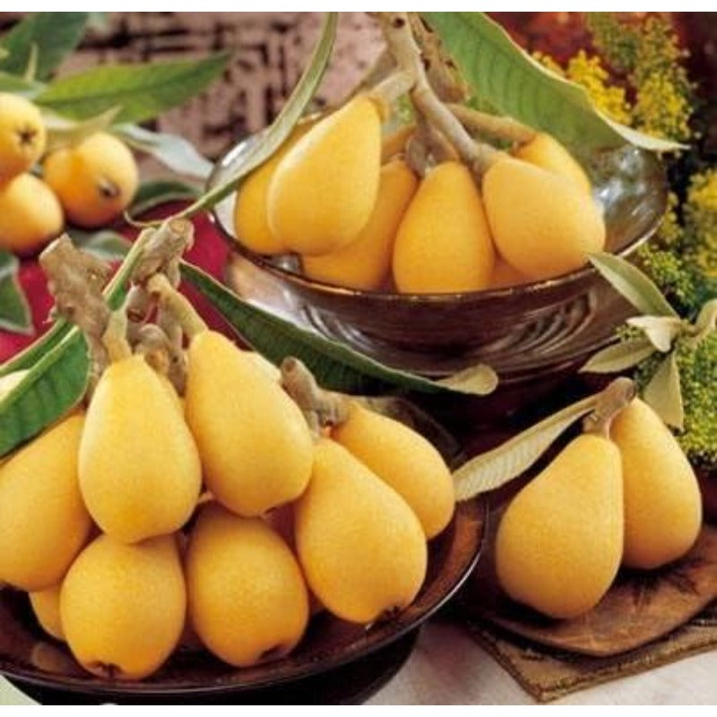8Pcs Loquat Seeds pair well with low landscape plantings to enrich multi-layered courtyard landscape structure