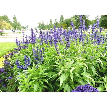 200pcs Perennial Blue Sage Seeds Drought Tolerant For Backyard Gardens Simple To Cultivate