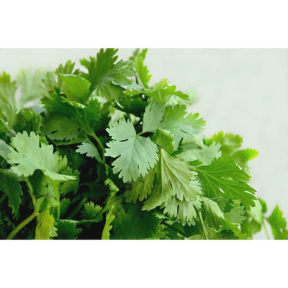 187Pcs Cilantro Seeds Easy To Grow Great For Filling Between Larger Plants In Garden Beds